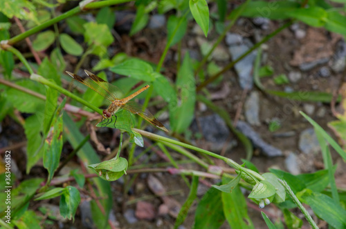 Dragonfly perched on leaf