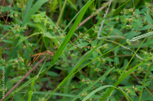 Dragonfly perched on leaf