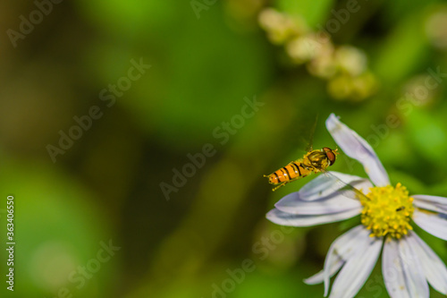 Small hover fly in mid-air photo