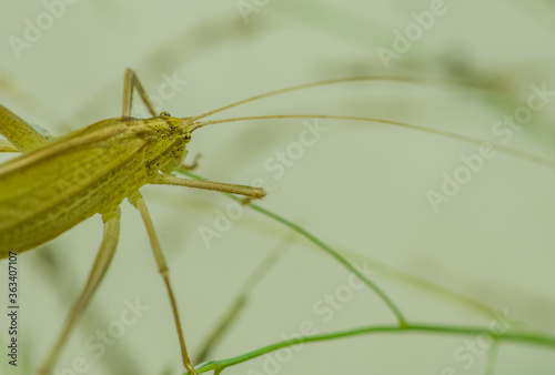 Closeup of green grasshopper