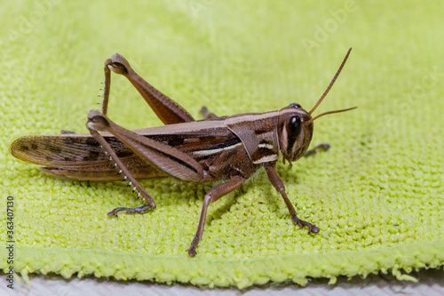 Closeup of brown grasshopper © aminkorea