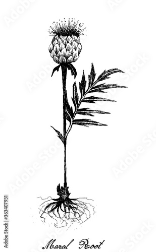 Herbal Flower and Plant, Hand Drawn Illustration of Rhaponticum Carthamoides or Maral Root Plant, Used in Alternative and Folk Medicine. 
 photo