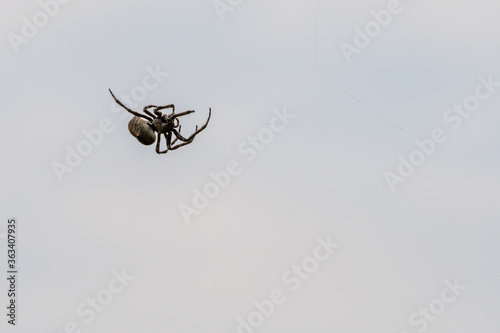 Closeup of large black spider © aminkorea