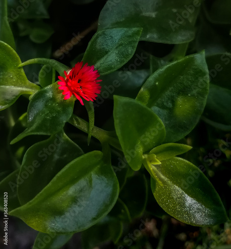 peque  a flor roja con plantas verdes