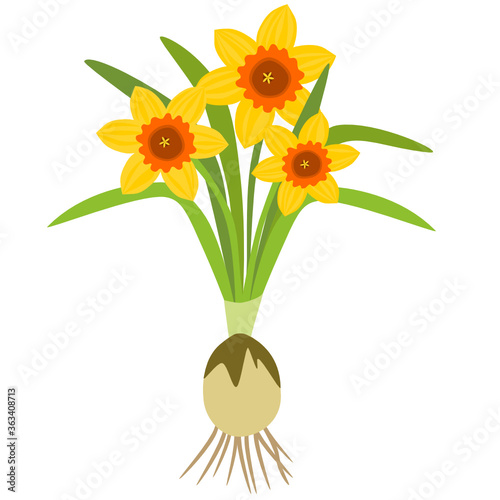 Bouquet of yellow daffodils isolated on white, Narcissus flower shrub with rhizome and roots. Flat design, Botanical illustration.