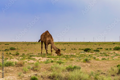 Camels in the pasture. Storm clouds in the sky. Camels graze in the semi-desert. Summer steppe landscape before the rain. Pastures. Semi desert with camel grass.