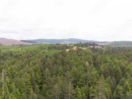 Christmas trees and green forest shot from above, top view