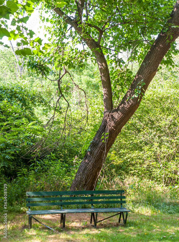 A wooden park bench in Frick Park on a sunny summer day, Pittsburgh, Pennsylvania, USA