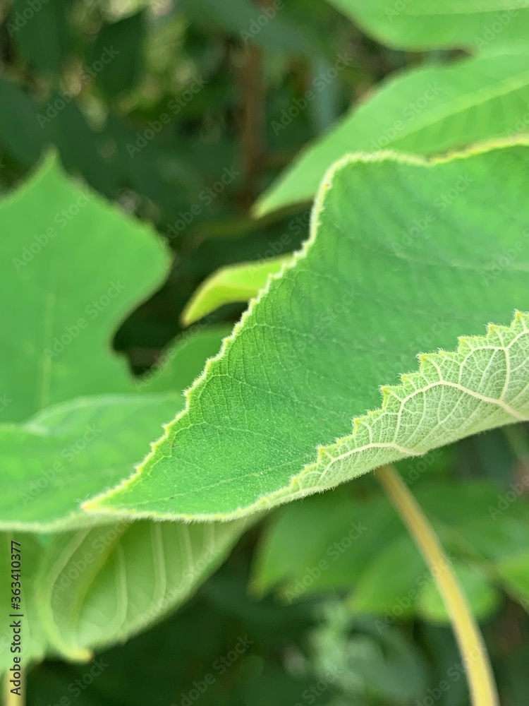 green leaf with water drops green leaf with water drops