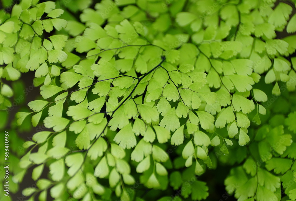Beautiful tiny green leaves on Delta Maindenhair fern Beautiful tiny green leaves on Delta Maindenhair fern