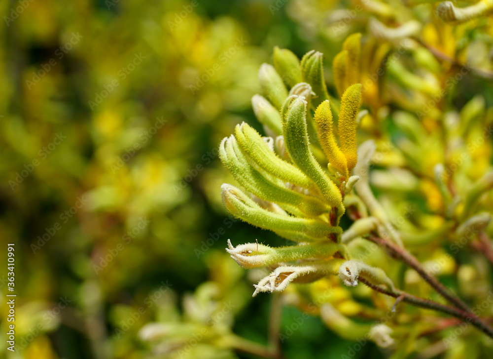 Tiny flowers of Kangaroo-Paws 'Big Roo Yellow' Tiny flowers of Kangaroo-Paws 'Big Roo Yellow'