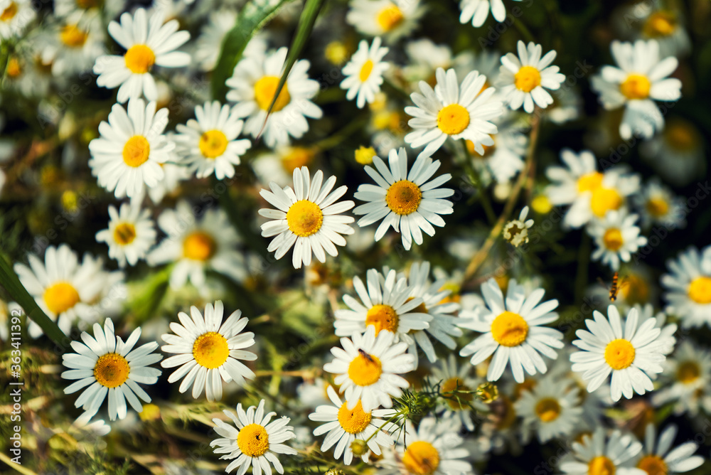 Full bloom of camomile or chamomile flowers. Daisy flower. Full bloom of camomile or chamomile flowers. Daisy flower.
