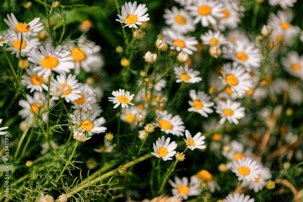 Full bloom of camomile or chamomile flowers. Daisy flower. Full bloom of camomile or chamomile flowers. Daisy flower.