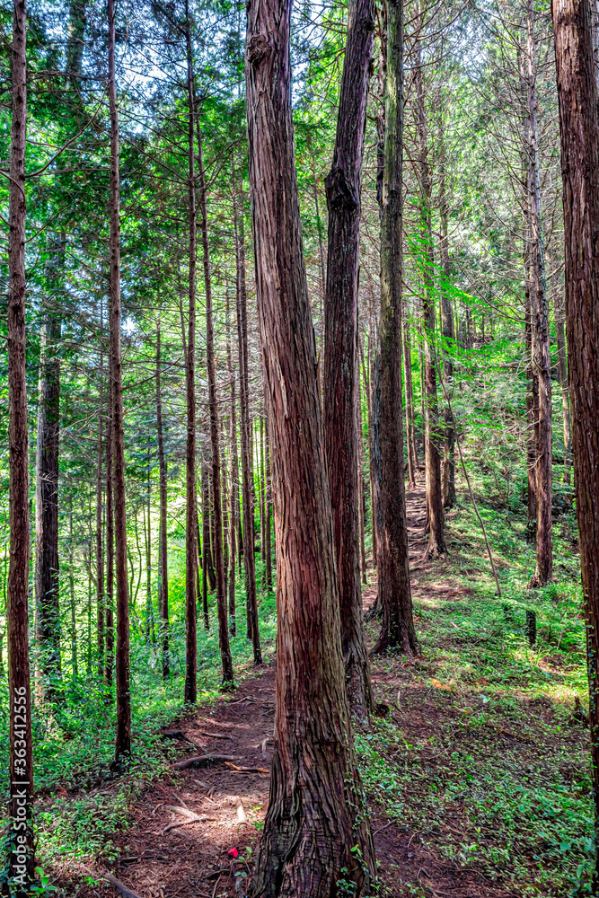 Naklejka premium 【エコイメージ】マイナスイオンたっぷりな森林