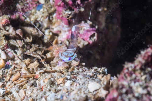 オドリカクレエビ (periclimenes magnificus) 、英語名のアネモネシュリンプと呼ばれることも。三重県尾鷲市