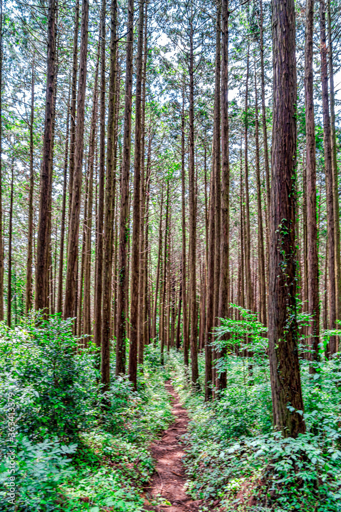 Obraz premium 【エコイメージ】マイナスイオンたっぷりな森林