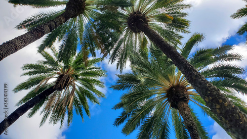 palm trees on top view 
