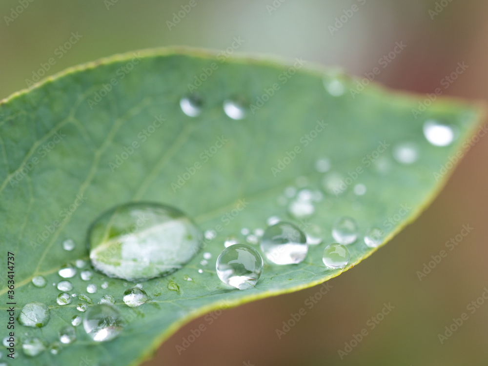 Fototapeta premium 葉に残った雨つぶ