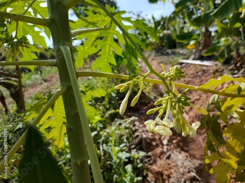 Papaya flower plantation in thailand
