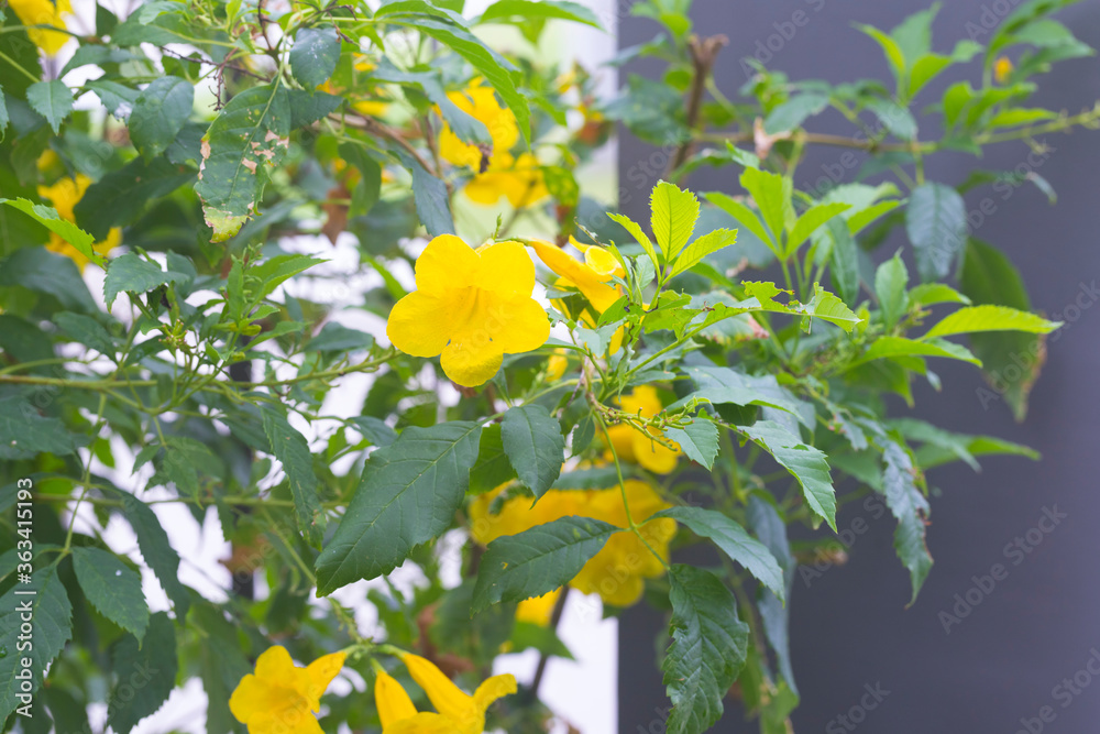Obraz premium Yellow Elder, Gold Yellow color trumpet flower, Ellow Elder, Trumpet bush, Tecoma stans in nature garden.