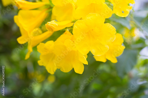 Yellow Elder, Gold Yellow color trumpet flower, Ellow Elder, Trumpet bush, Tecoma stans in nature garden.