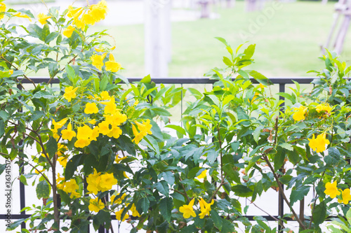 Yellow Elder, Gold Yellow color trumpet flower, Ellow Elder, Trumpet bush, Tecoma stans in nature garden. photo