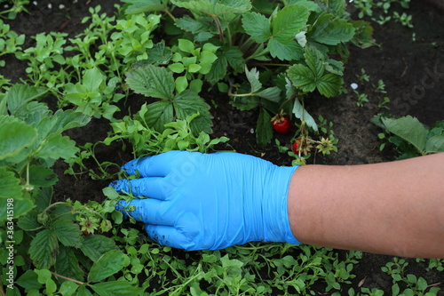 farmer in blue gloves weeding strawberries field