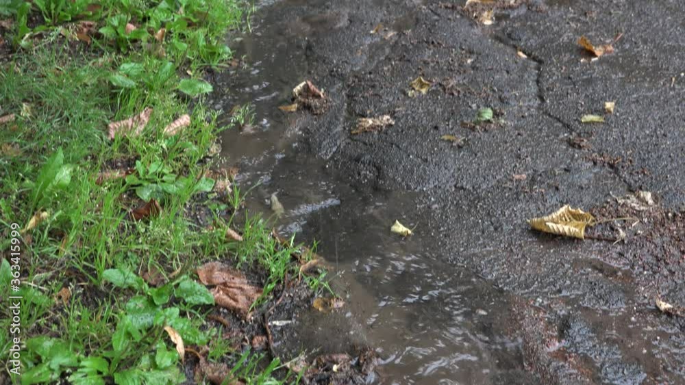 Water stream flow downhill in rainy autumn day. 4K Water stream flow downhill in rainy autumn day. 4K