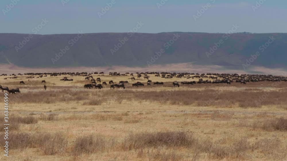 Large herd of wildebeest in the Ngorongoro crater, Africa. Large herd of wildebeest in the Ngorongoro crater, Africa.