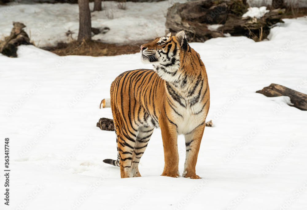 Fototapeta premium Siberian Tiger close up