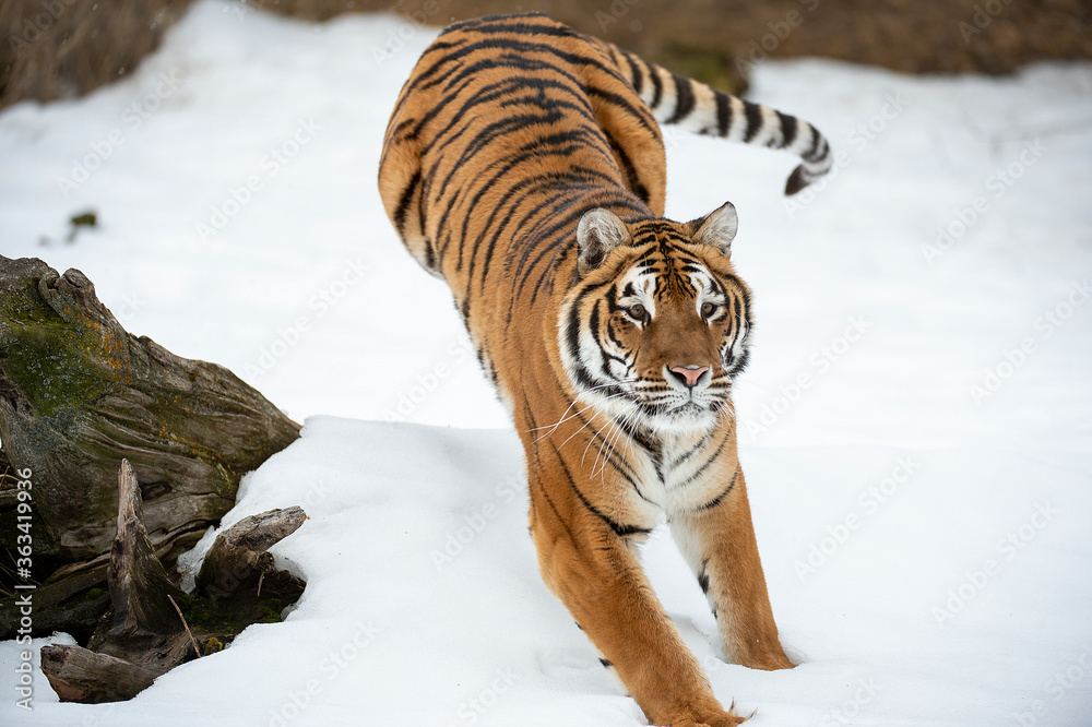 Obraz premium Siberian Tiger close up