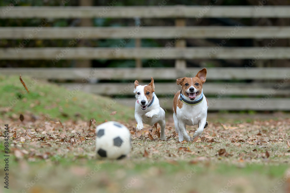 ドッグランでボール遊びをするジャックラッセルテリア