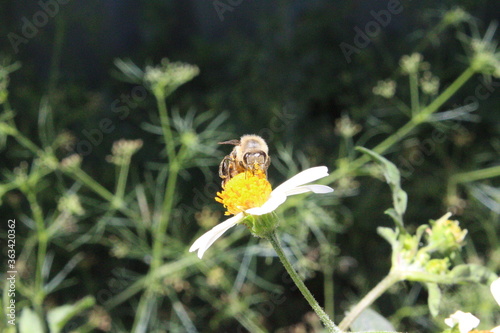 abejas
