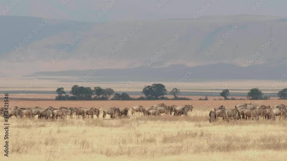 Great plain of Tanzania with herd of wildebeest. Great plain of Tanzania with herd of wildebeest.