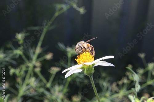 abejas
