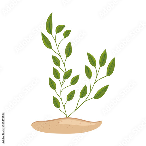 underwater seaweed, aquatic marine algae plant vector illustration design