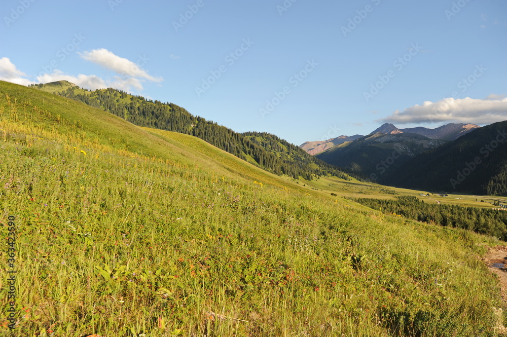 A series of hills with different vegetation: Tianshan firs, wild flowers and grass. Territory near Khan Tengri.