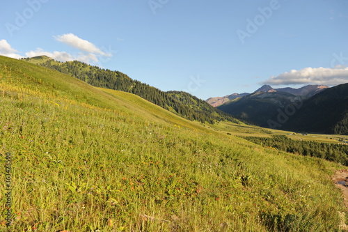 A series of hills with different vegetation  Tianshan firs  wild flowers and grass. Territory near Khan Tengri.