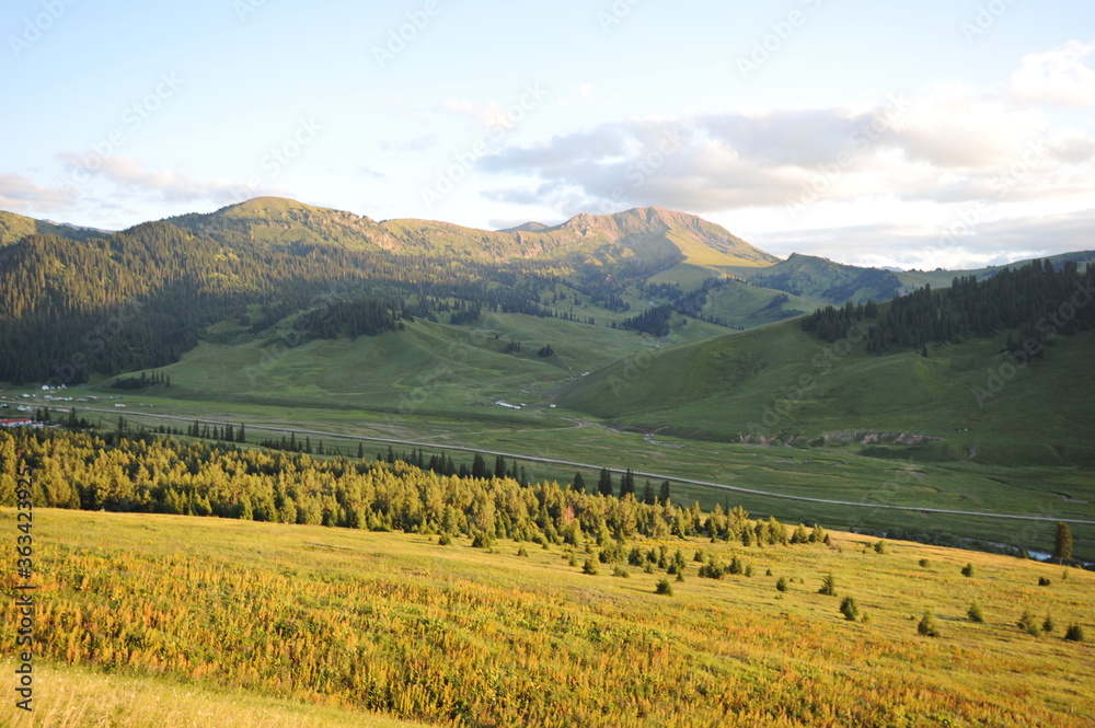 A series of hills with different vegetation: Tianshan firs, wild flowers and grass. Territory near Khan Tengri.