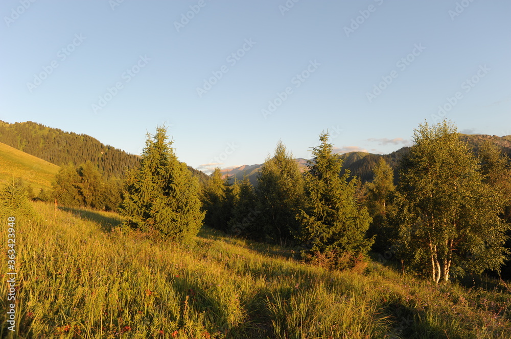 A series of hills with different vegetation: Tianshan firs, wild flowers and grass. Territory near Khan Tengri.
