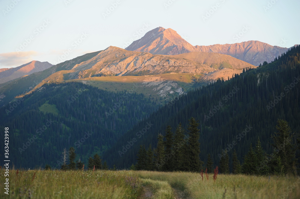 A series of hills with different vegetation: Tianshan firs, wild flowers and grass. Territory near Khan Tengri.