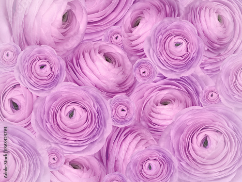 Floral purple -pink background. A bouquet of roses flowers. Close-up. Flower composition. Nature.