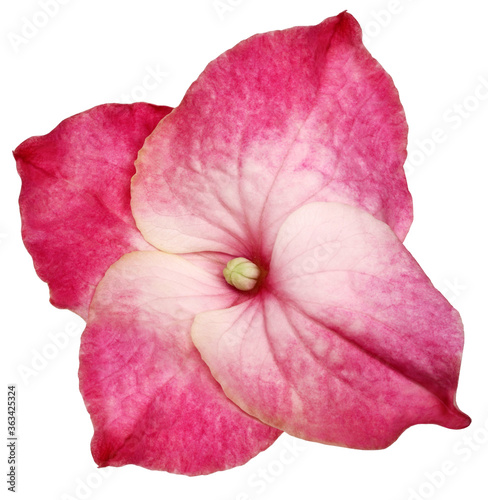 Pink  hydrangea flower isolated on a white background. Close-up . For design. Nature.