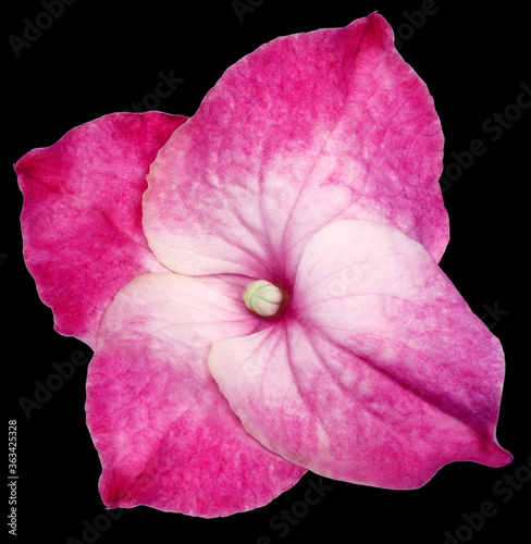 Pink hydrangea flower isolated on black background. Close-up . For design. Nature.