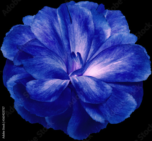 blue flower Clove. isolated on black background. No shadows with clipping path. Close-up. Nature.