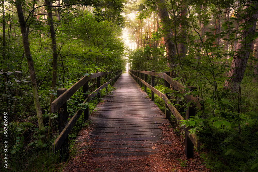 A wooden walkway leads through the forest. Wooden Boardwalk. Nature trail. Natural and Travel Concept. A wooden walkway leads through the forest. Wooden Boardwalk. Nature trail. Natural and Travel Concept.