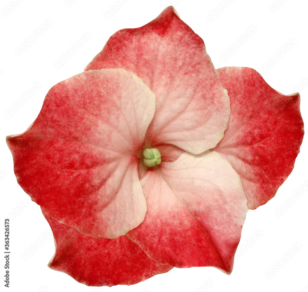 red  hydrangea flower isolated on a white background. Close-up. For design. Nature.