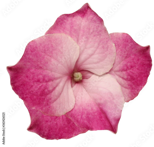 Pink hydrangea flower isolated on a white background. Close-up. For design. Nature.