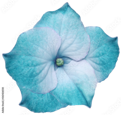 Turquoise hydrangea flower isolated on a white background. Close-up. For design. Nature.
