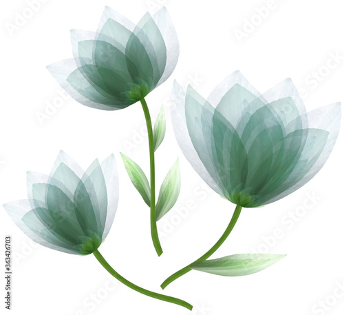 Fototapeta Naklejka Na Ścianę i Meble -  set  watercolor  green  flowers tulips on  isolated a white background. Close-up. Flowers on the  green stem. Nature.